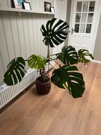 Monstera groot, Huis en Inrichting, Kamerplanten, Ophalen, Overige soorten, 150 tot 200 cm