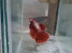 Betta splendens super delta kempvis man, Dieren en Toebehoren, Vissen | Aquariumvissen, Vis, Zoetwatervis
