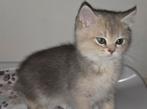 Prachtige Brits Korthaar kittens 🐈(katertjes) Met stamboom!, Dieren en Toebehoren, Meerdere dieren, Met stamboom, 0 tot 2 jaar