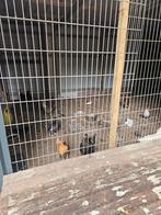 Kippen met kuikens, Dieren en Toebehoren, Vogels | Overige Vogels, Meerdere dieren, Tropenvogel
