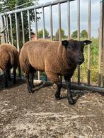 Zwarte dekram, Dieren en Toebehoren, Schapen, Geiten en Varkens, Mannelijk, Schaap