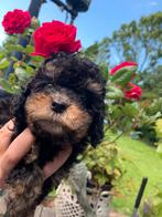 Prachtige Toy/Dwergpoedel (mini doodle) pups, Dieren en Toebehoren, Poedel, CDV (hondenziekte), 8 tot 15 weken, Teef