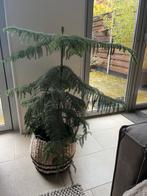 Kamerplant Kamerden - Araucaria Heterophylla 100cm,, Huis en Inrichting, Kamerplanten, Ophalen, Overige soorten, Halfschaduw, Minder dan 100 cm