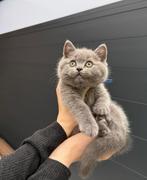 Britse korthaar kittens! Blue, Dieren en Toebehoren, Meerdere dieren, Gechipt, 0 tot 2 jaar