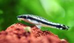 10x Otocinclus te koop, Vis, Zoetwatervis
