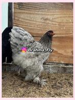 Brahma GROOTHOENDER BLAUW broedeieren, Dieren en Toebehoren, Pluimvee, Meerdere dieren, Kip