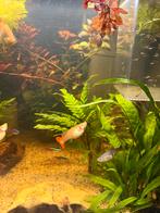 Baby guppen te koop, Dieren en Toebehoren, Vissen | Aquariumvissen, Vis