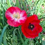 Klaproos Mix zaden, Papaver Rhoeas, Verzenden, Zaad