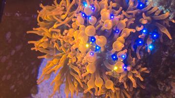Sunburst Bubble Tip Anemone OP - OP beschikbaar voor biedingen