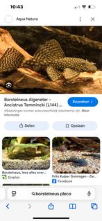 Div pleco, Dieren en Toebehoren, Vissen | Aquariumvissen, Vis