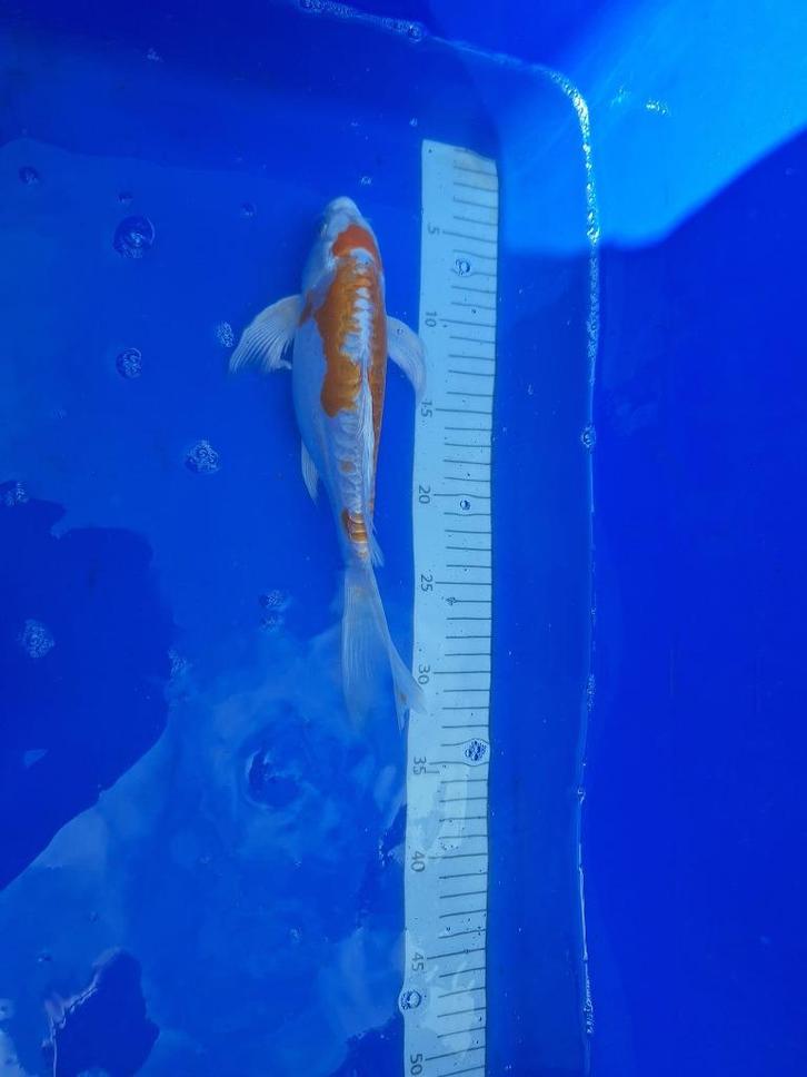 DE LAATSTE WEEK . UITVERKOOP KOI 5 halen = 4 betalen, Dieren en Toebehoren, Vissen | Vijvervissen, Karper of Koi