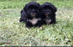 Zwarte Shih Tzu dekreu, Dieren en Toebehoren, Honden | Dekreuen, 3 tot 5 jaar, Reu, Nederland, Eén hond