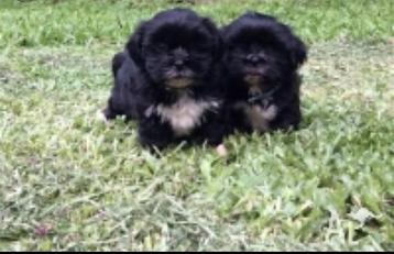 Zwarte Shih Tzu dekreu