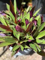 Tradescantia Spathacea 🪴, Ophalen of Verzenden, Overige soorten, In pot, Minder dan 100 cm