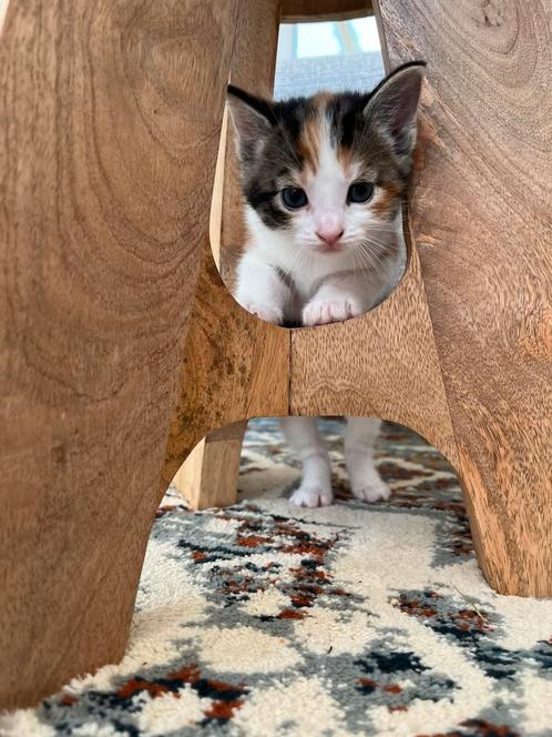 kittens, Dieren en Toebehoren, Katten en Kittens | Overige Katten, Poes