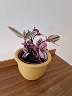 Tradescantia - vaderplant - hangplant, Ophalen, Overige soorten, Minder dan 100 cm