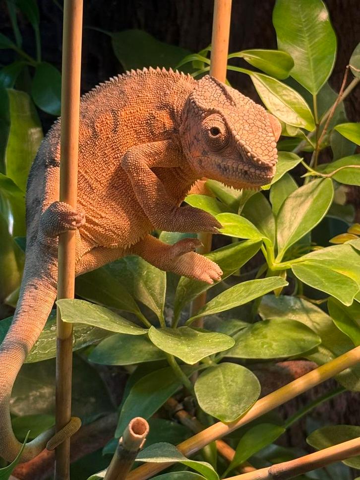 Panter kameleon vrouw 1 jaar