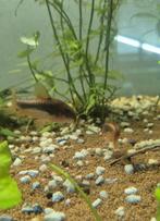 Red laser/stripe Corrydoras, Vis, Schoolvis
