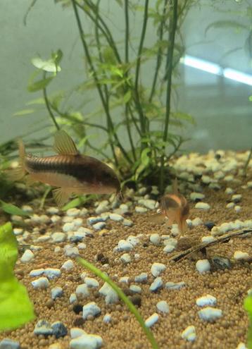 Red laser/stripe Corrydoras beschikbaar voor biedingen