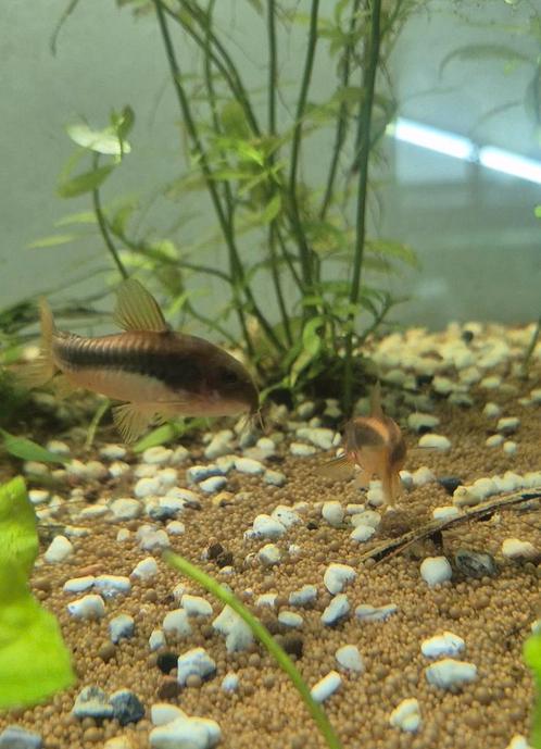 Red laser/stripe Corrydoras, Dieren en Toebehoren, Vissen | Aquariumvissen, Vis, Schoolvis