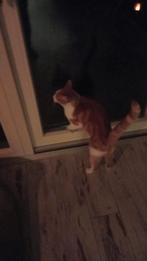 Rooie kater, Kater, Kortharig, 3 tot 5 jaar