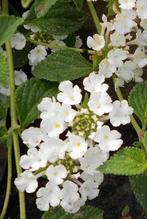 Kruipende wisselbloem 'White' (Lantana montevidensis), Ophalen of Verzenden, Zomer