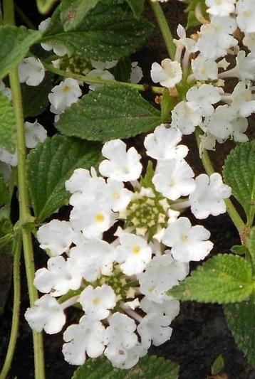 Kruipende wisselbloem 'White' (Lantana montevidensis) beschikbaar voor biedingen