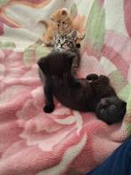 4 mooie kruising Maine coon Eurpopees korthaar kittens, Dieren en Toebehoren, Katten en Kittens | Overige Katten, Meerdere dieren