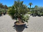 Chamaerops humilis Vulcano palmboom te koop, Tuin en Terras, Planten | Bomen, In pot, Zomer, Volle zon, Palmboom