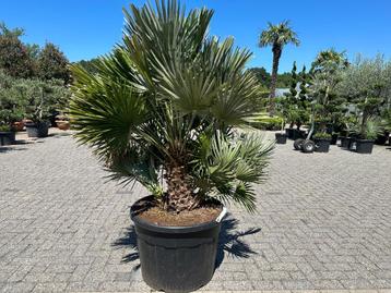 Chamaerops humilis Vulcano palmboom te koop beschikbaar voor biedingen