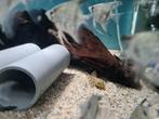 Gibbiceps algeneter, Pterygoplichthys Gibbiceps, Dieren en Toebehoren, Vis, Zoetwatervis