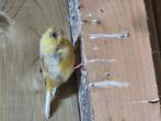 Glosters, Dieren en Toebehoren, Meerdere dieren, Postuurkanarie