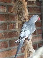 Te Koop 5 halsbandparkieten, Meerdere dieren, Parkiet, Geringd