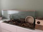 Hamsterhok terrarium 120*40 met toebehoren, Dieren en Toebehoren, 110 cm of meer, Zo goed als nieuw, Ophalen, Minder dan 60 cm