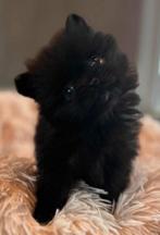 3 pomeriaan reutjes, Dieren en Toebehoren, Honden | Poolhonden, Keeshonden en Oertypen, Reu, 8 tot 15 weken, Meerdere, Nederland