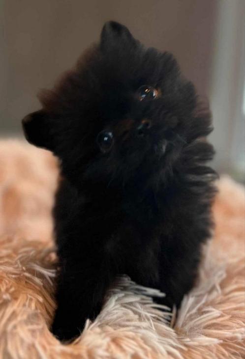 3 pomeriaan reutjes, Dieren en Toebehoren, Honden | Poolhonden, Keeshonden en Oertypen, Reu, Keeshond, Particulier, Meerdere, Nederland