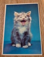 Te schattige kitten zegt MIAUW - ANSICHTKAART, Verzenden, Gelopen, Hond of Kat