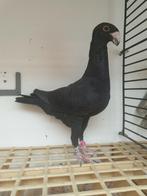 Duitse schoonheidspostduiven, Dieren en Toebehoren, Vogels | Duiven, Meerdere dieren, Overige soorten