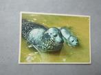 Amsterdam, Artis zeehond met jong 1976, Verzenden, 1960 tot 1980, Gelopen, Noord-Holland