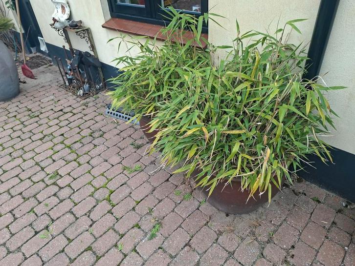 Bamboe in Thaise Aardewerk Pot, Tuin en Terras, Planten | Tuinplanten, Vaste plant, Siergrassen, Halfschaduw, Bloeit niet, Ophalen