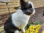 Konijntje, Dieren en Toebehoren, Mannelijk, Dwerg
