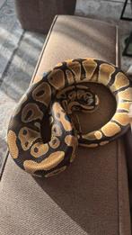 Koningspython met terrarium, Slang, Met terrarium, 0 tot 2 jaar