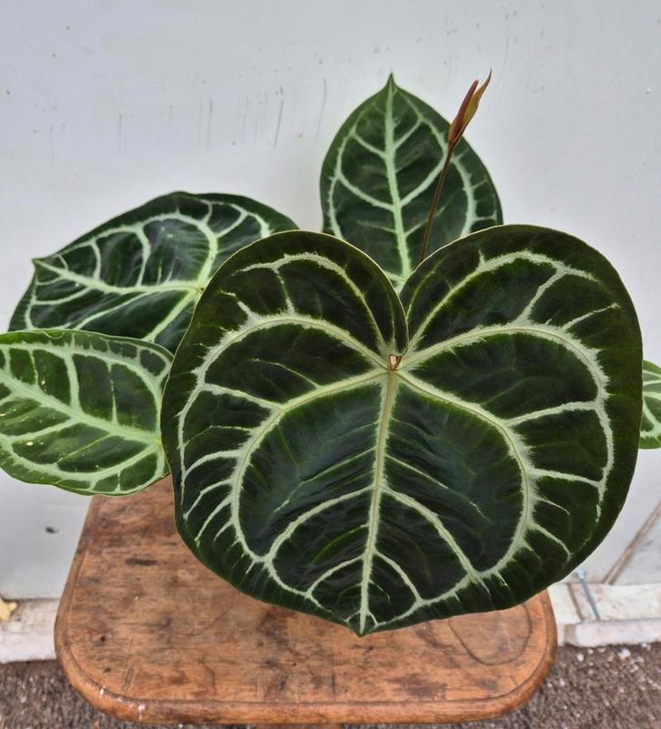 Anthurium Crystallinum Hybriden p17 (5), Huis en Inrichting, Kamerplanten, Minder dan 100 cm, Halfschaduw, Ophalen of Verzenden