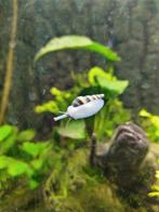 Anatome Helena / slak etende slak / 8st. voor €5,-, Dieren en Toebehoren, Slak of Weekdier
