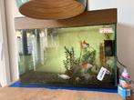 Aquarium en 4 vissen gratis op te halen!, Dieren en Toebehoren, Vissen | Aquaria en Toebehoren, Ophalen of Verzenden, Gevuld zoetwateraquarium