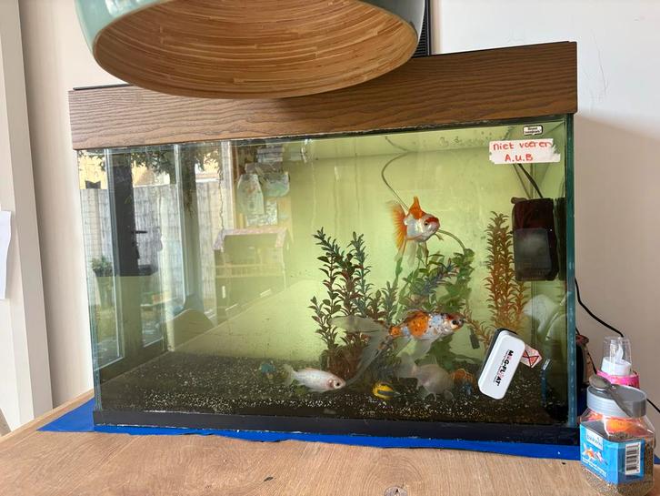 Aquarium en 4 vissen gratis op te halen!, Dieren en Toebehoren, Vissen | Aquaria en Toebehoren, Gevuld zoetwateraquarium, Ophalen of Verzenden