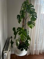 Monstera Variegata - Zeldzame Kamerplant, Ophalen, Vaste plant, Bloeit niet, Halfschaduw