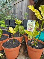Aucuba japonica 'Variegata', Ophalen of Verzenden, Overige soorten, Minder dan 100 cm
