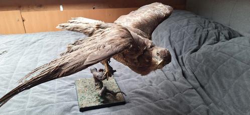 Taxidermie opgezette buizerd op stok, Verzamelen, Dierenverzamelingen, Zo goed als nieuw, Opgezet dier, Vogel, Ophalen of Verzenden