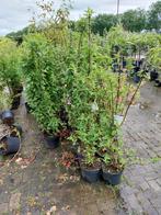 Grote heesters,  deutzia, ribes, forsythia etc etc, Ophalen